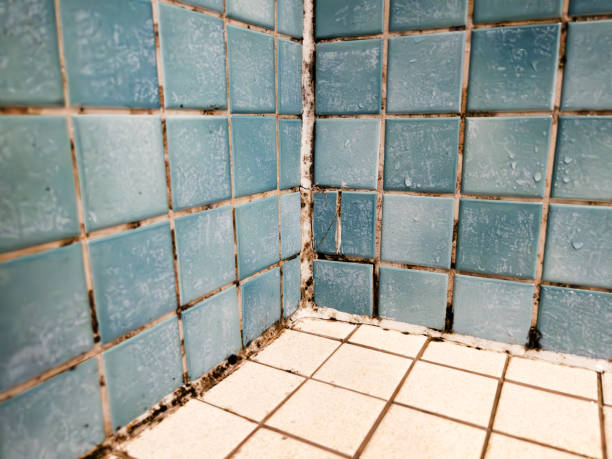 Mohave Valley, AZ Mold Removal Company