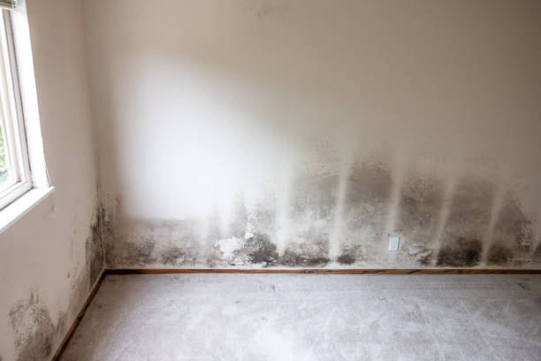 Best Post-Remediation Verification Testing  in Mohave Valley, AZ