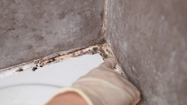 Best Crawl Space Mold Remediation  in Mohave Valley, AZ